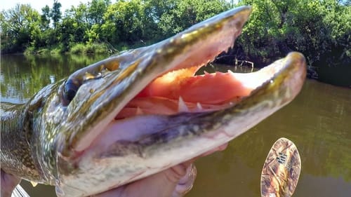 Pike And Muskie Were CRUSHING The Whopper Plopper!