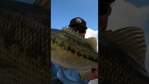 TWO BASS AT ONCE! 🎣 #shorts