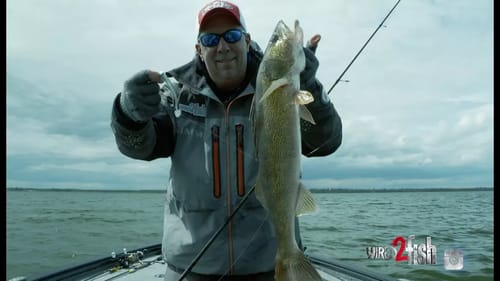 Trigger Walleye With Swimbaits Rigged on a Jig