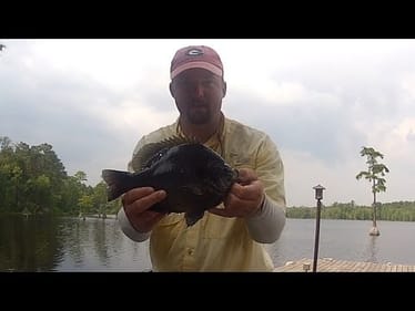Dock of Dreams - Big Bluegill
