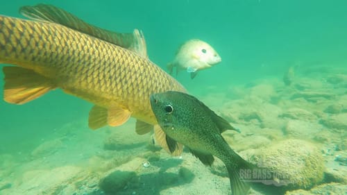Redear Sunfish School Violently Attacking a Common Carp MUST WATCH