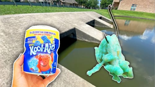 BIG Pond Fish *CAN'T RESIST* Kool-Aid Chicken Breasts! (Best Pond Bait)