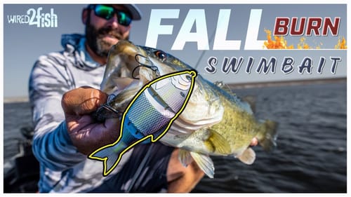 How To Fish Multi-jointed Swimbaits for Fall Bass