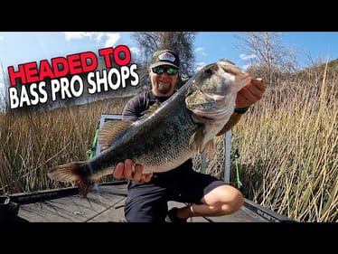 Would Bass Pro Shops Put It In Their Tank? Giant Bass from The Tower Of Power (Pete & Heat 2025)
