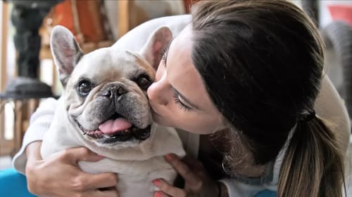 We Lost an Amazing Bulldog...