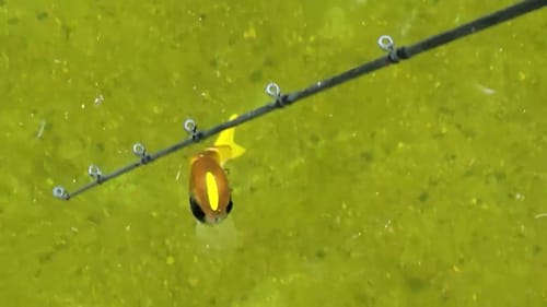 Swimbait Review: Legal Dope Tiny Tum