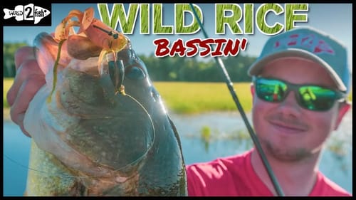 How to Flip and Pitch Bass in Matted Wild Rice