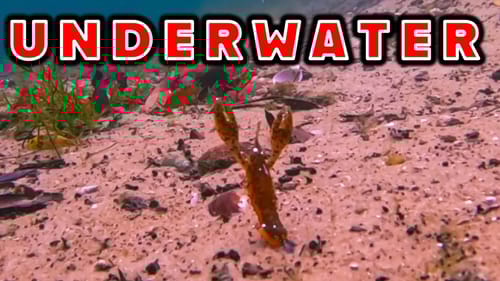 Underwater Footage Of Finesse Baits!! Micro Craws, Creatures, and Texas Rigs!!