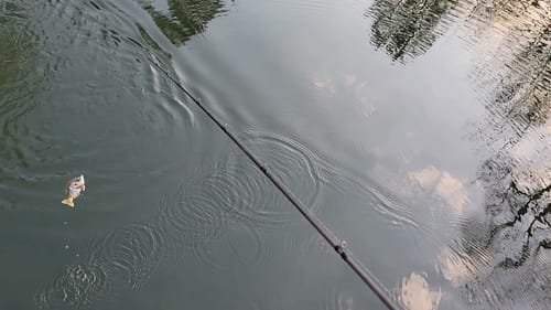 Swimbait Review: Mattlures 2 pc Hardgill