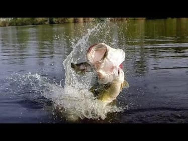 Big Bass Eats a Bluegill. Bass Fishing with the Ultimate Bluegill.