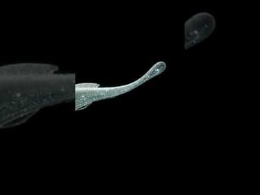 Berkley Drip Minnow Tank Underwater