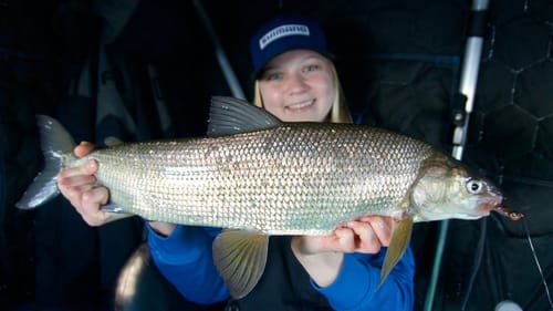 FINALLY!! Lake Simcoe WHITEFISH Fishing 2023!