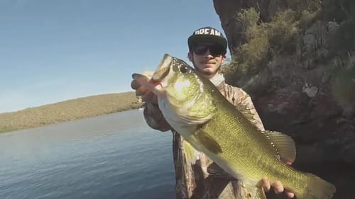 Big Bass Smashing Big Swimbaits!
