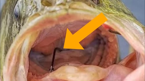 How To Easily Save A Gut-Hooked Fish…