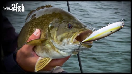 Key Tips for Fishing Topwater Baits in Choppy Water