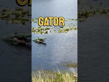 Fishing at the Citrus Farm: Catching Bass and Avoiding Alligators #fishing