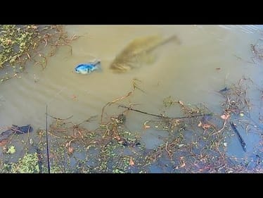 BIG BASS CRUSH SWIMBAIT right at the BANK!! (Again and again)