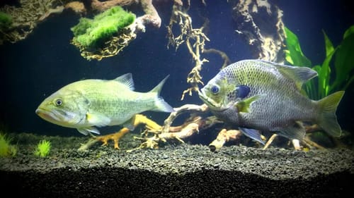 New Pet Bluegill!