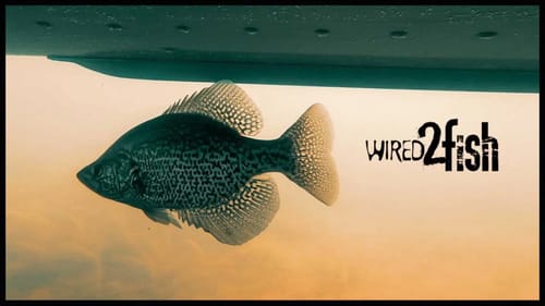 Underwater Video of Panfish Under Boat | Crappies, Bluegills and Rock Bass