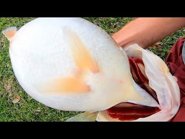 You've NEVER SEEN a BASS LIKE THIS!