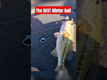 The Perfect WINTER Lure