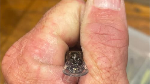 This Is The No. 1 Jerkbait For Big Prespawn Bass…(Few Will Ever Guess)