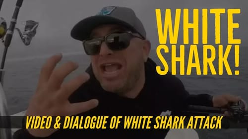 Great White Shark eats Calico Bass Attacks Fisherman's Catch