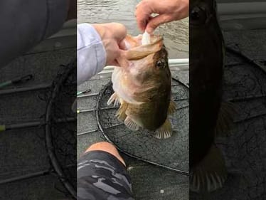 6 pounder Eats a Buzzbait!!! #shorts