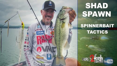 Why Spinnerbaits Excel During the Shad Spawn