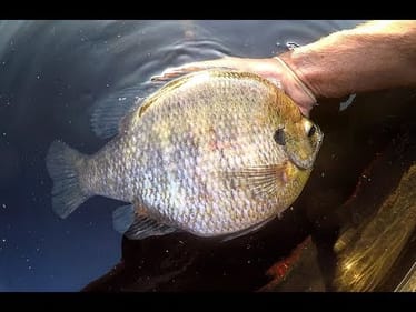 Fishing for TWO POUND PLUS BLUEGILLS!