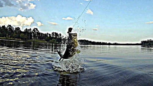 Big Bass Eat Big Swimbaits: Mattlures Hardgill - Bluegill