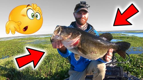 The BIGGEST Punching Fish I've EVER Seen!!! (Flipping HEAVY Cover)