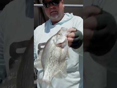 THIS is WHY!! Best Crappie Line! (Sunline Almight)