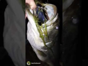 Defiant Baby Bird Season is Here!