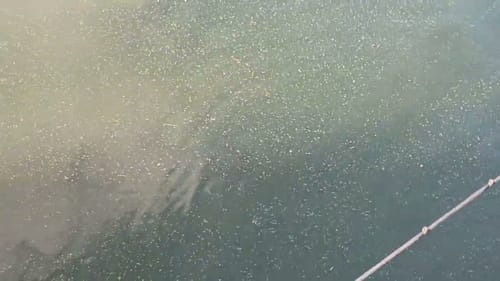 Swimbait Review: Go2 Meany and AR Wakes