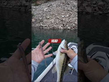 Less is more 🎣 keep it on bottom, let the bait do the work. #bassunion #shakeyhead #bassunionjigs