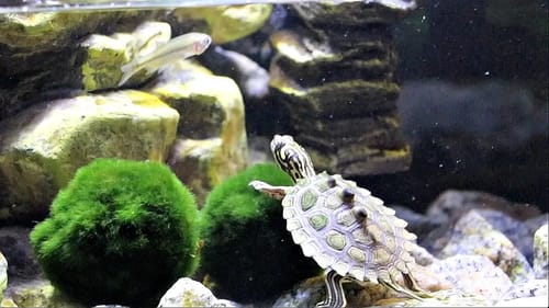 Baby Turtles First Live Shrimp and Minnow!!