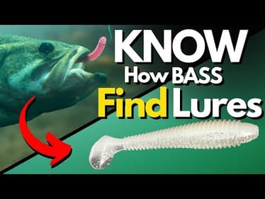 Bass Behavior That Changes Lure Selection (I Wish I Knew This Sooner)