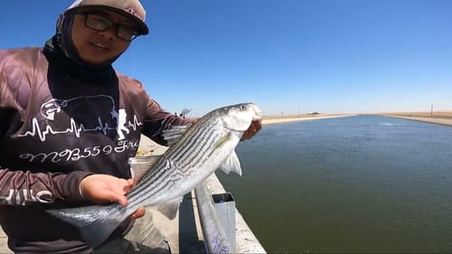 Fishing With Cut Bait on the California Aqueduct