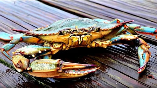 Catch and Cook - BIG CRABS!!