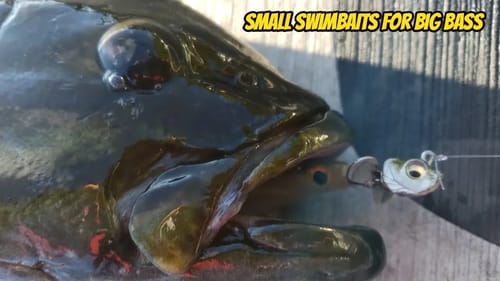 Small Swimbait Fishing for Smallmouth Bass
