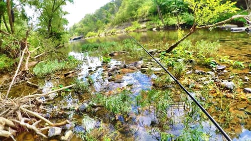 GIANT CREEK FISH IN HIDDEN CREEK!!! (Deep In The Woods!)