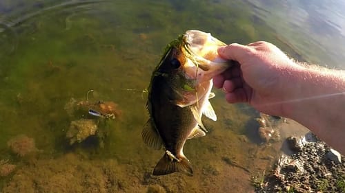 A Bass On Every Bait??? Ultimate Pond Fishing Challenge!