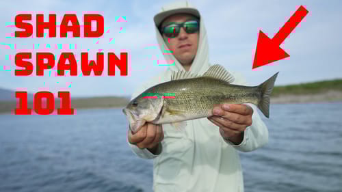 Why Fishing The Shad Spawn Can Be The Best Time Of The Year To Catch Fish!