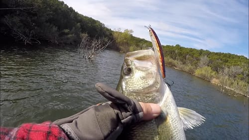 AWESOME Bait for Windy Days