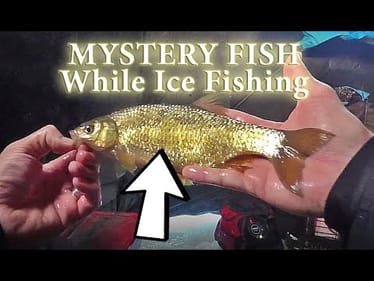 Caught A MYSTERY FISH While Ice Fishing!! And Filled Our Limits!!