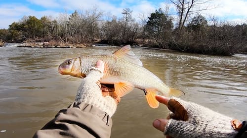 Winter Wade Fishing | Catching Sucker Fish?