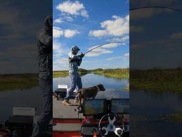 BIG Fish Flipping Heavy Cover