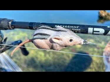 Do Bass Eat Chipmunks???