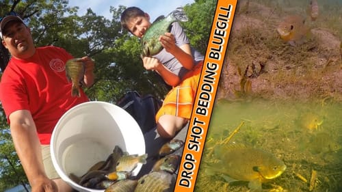 How to Drop Shot Bedding Panfish